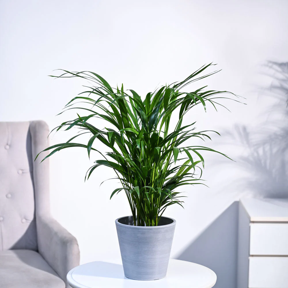 Areca Palm Plant - Image 15