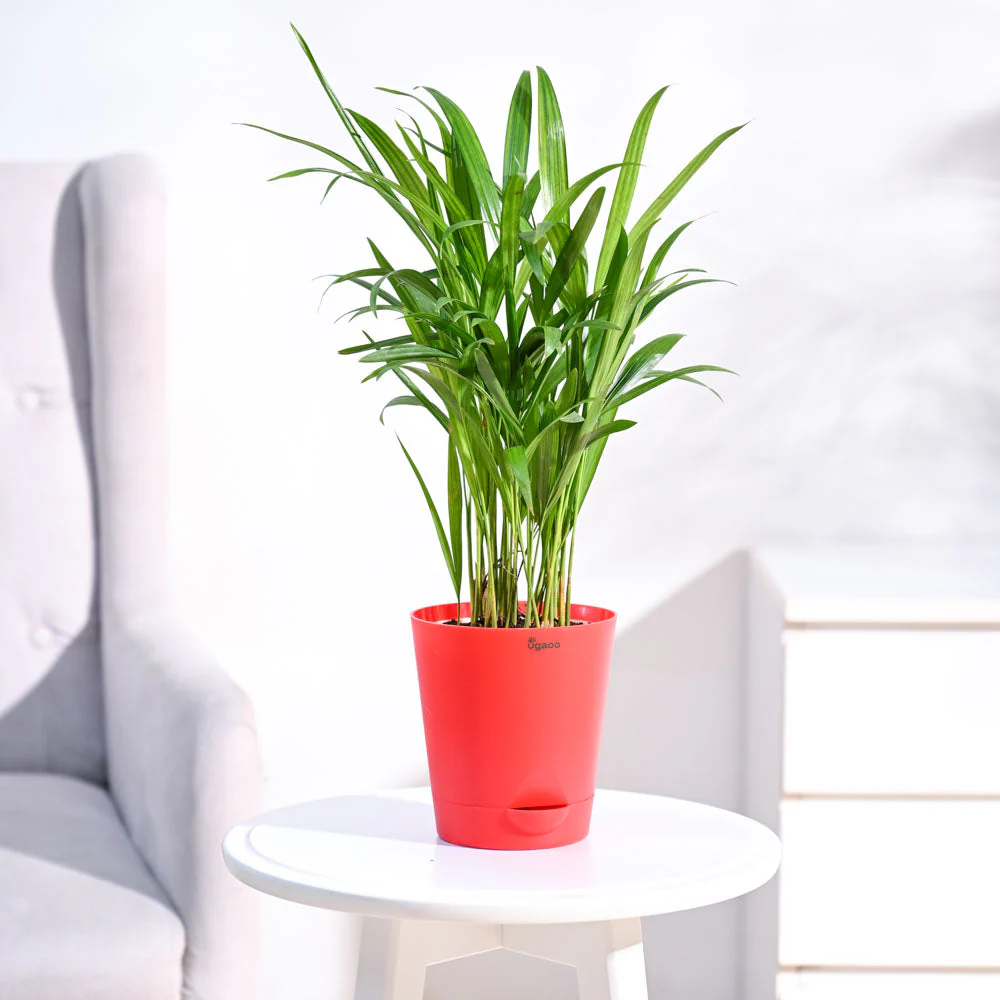 Areca Palm Plant - Image 16