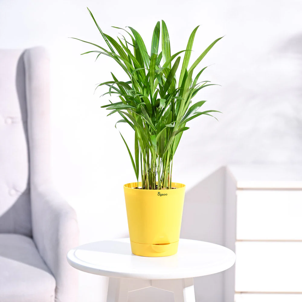 Areca Palm Plant - Image 17