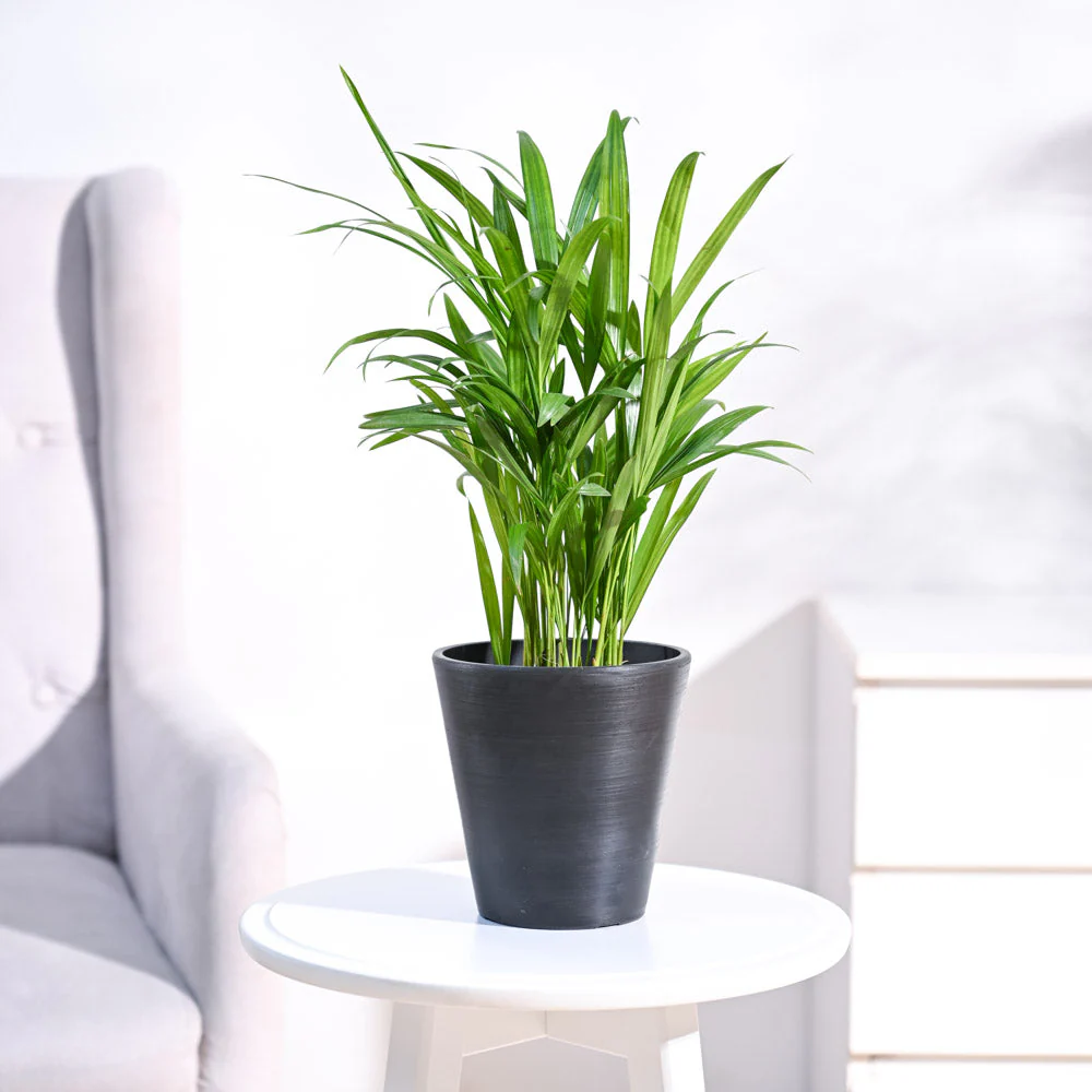 Areca Palm Plant - Image 18