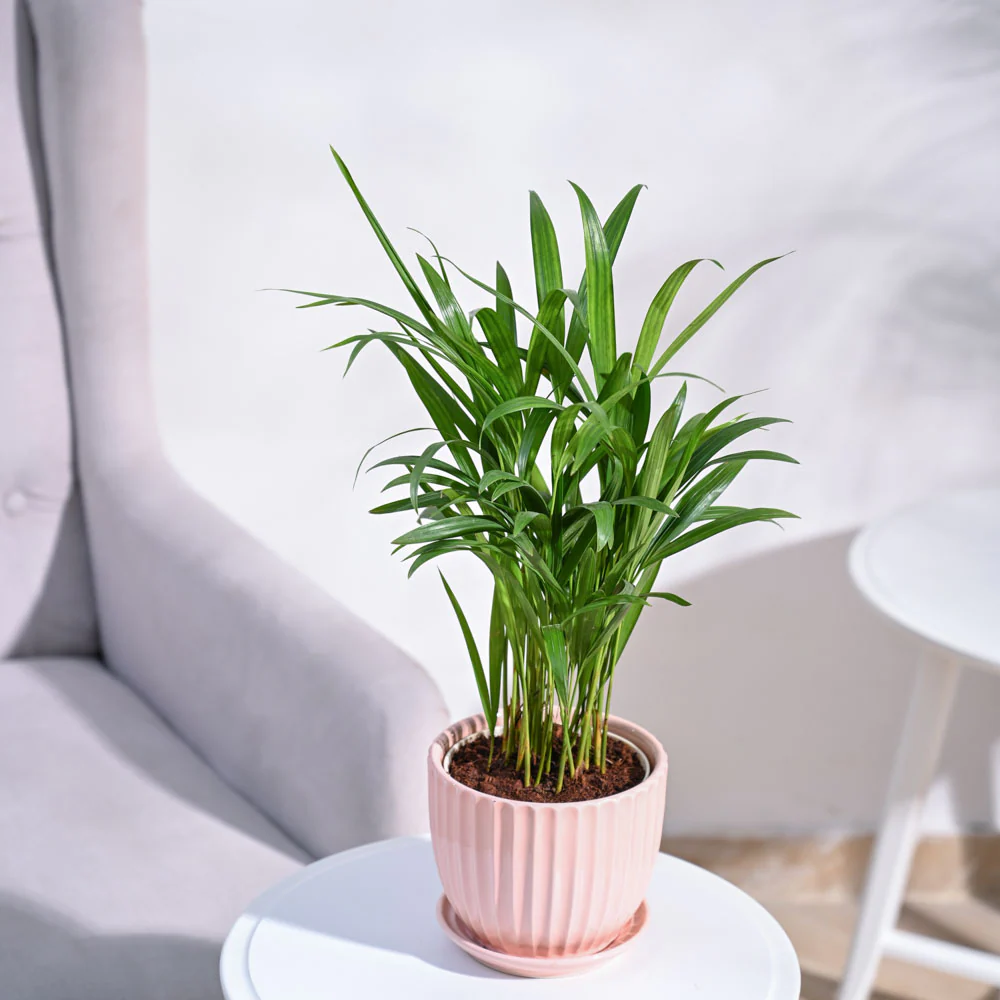 Areca Palm Plant - Image 21