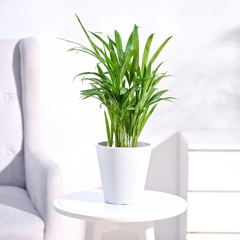 Areca Palm Plant - Image 22