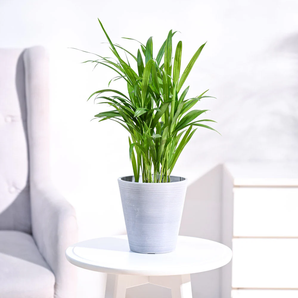 Areca Palm Plant - Image 26