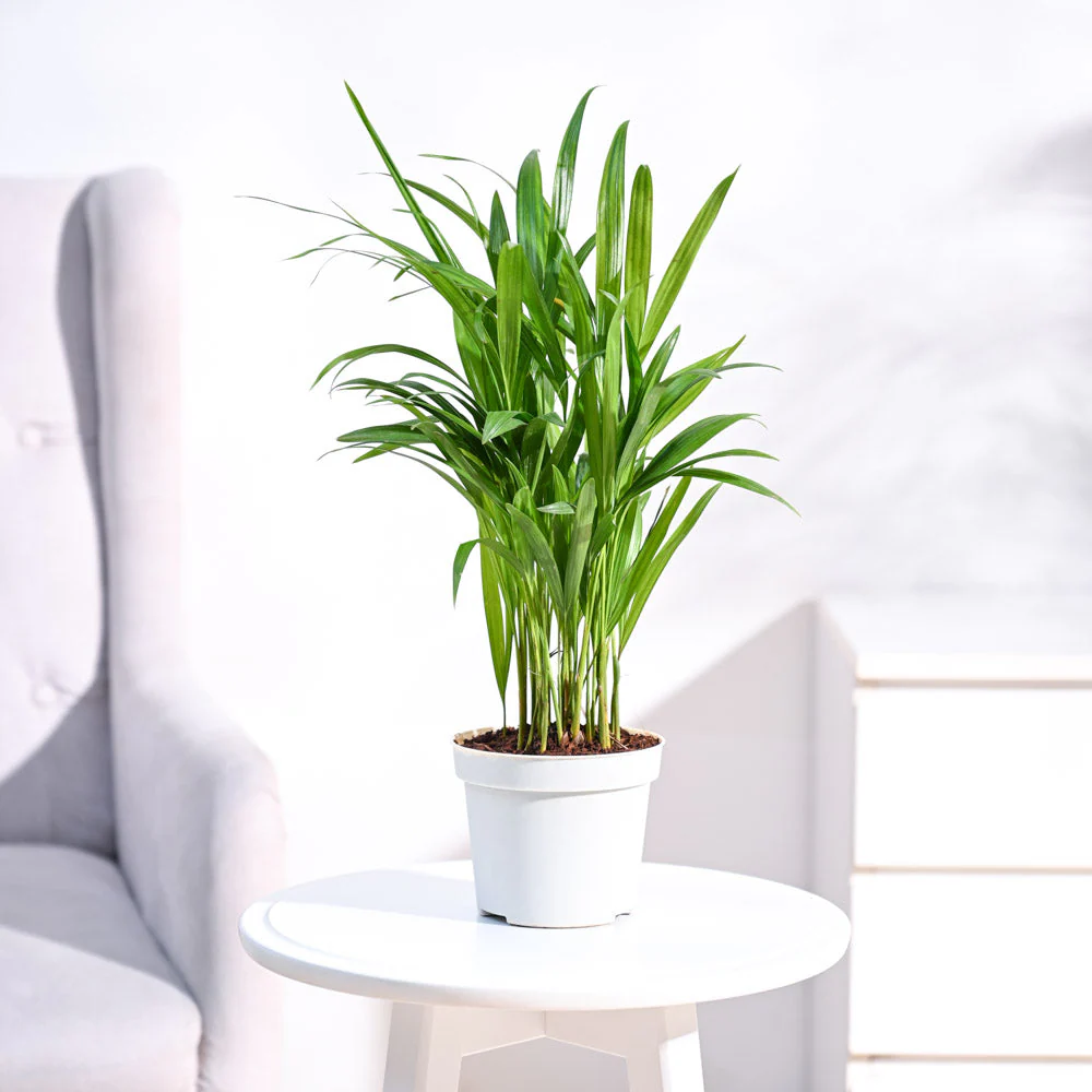 Areca Palm Plant - Image 3