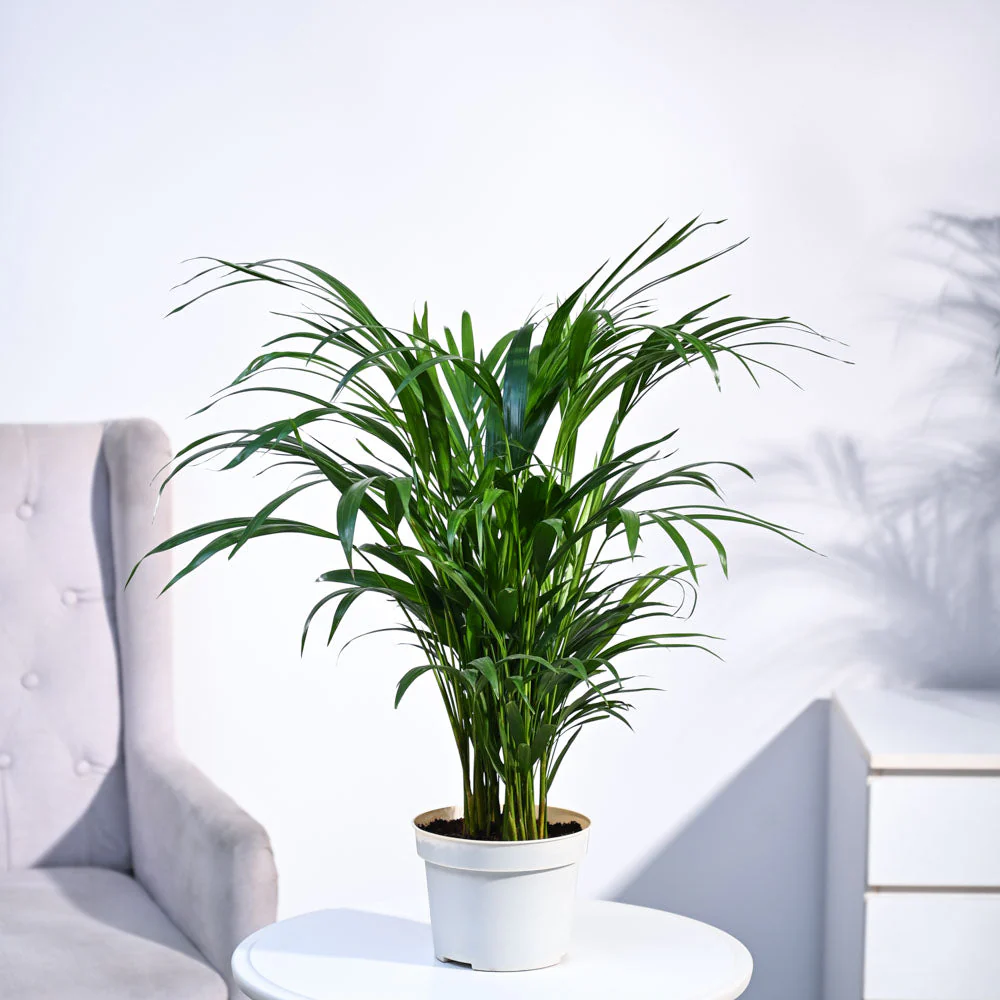 Areca Palm Plant - Image 30