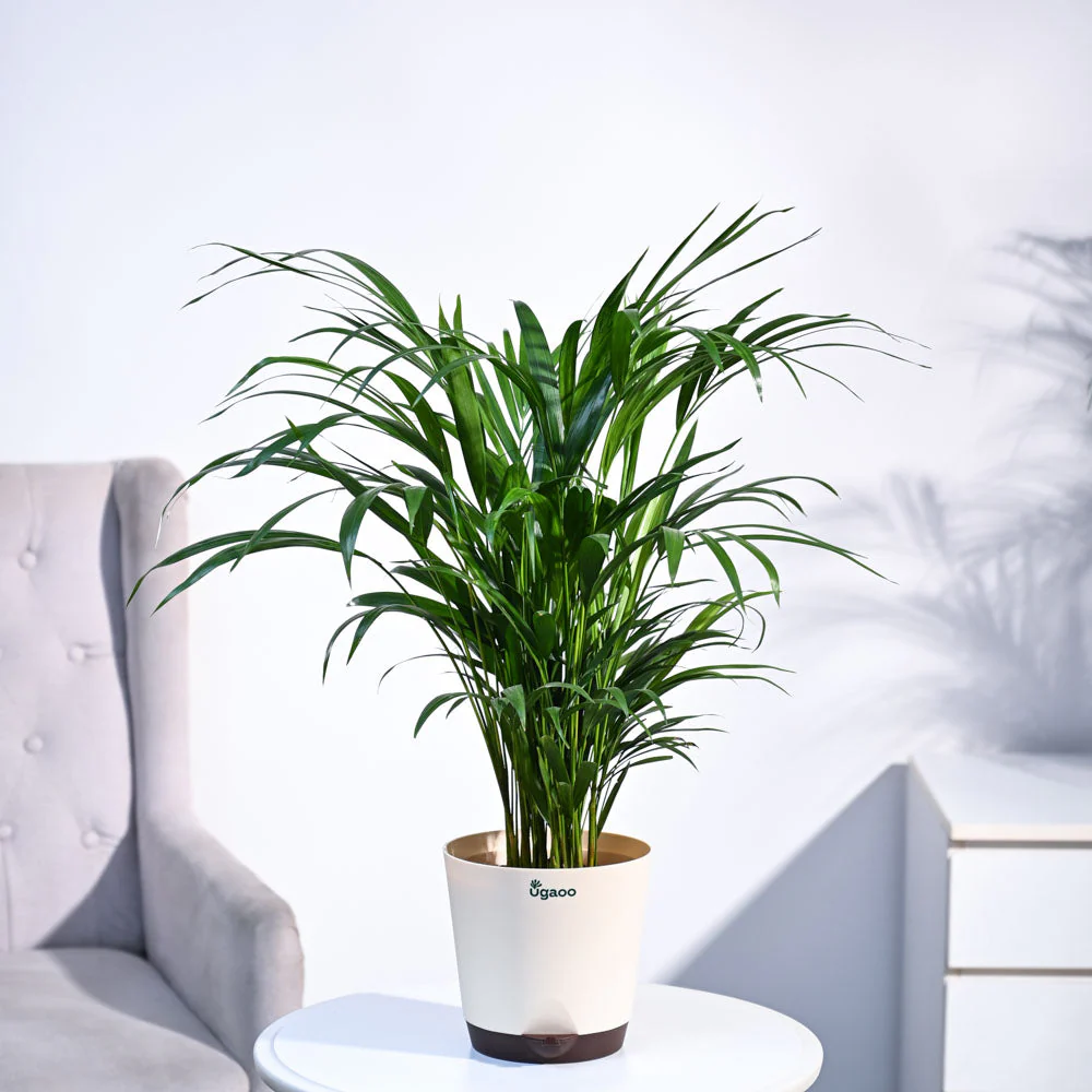 Areca Palm Plant - Image 32