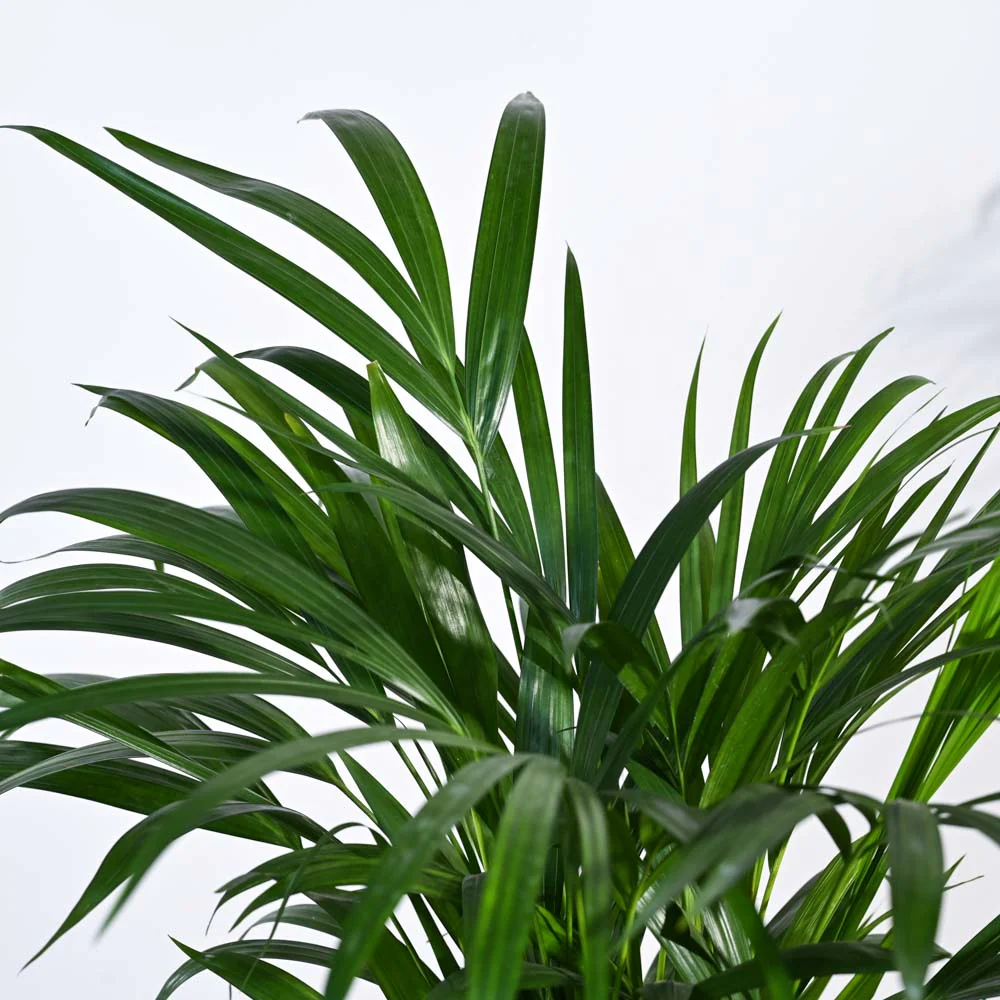 Areca Palm Plant - Image 33