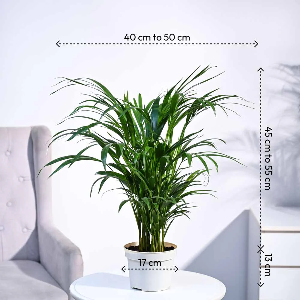 Areca Palm Plant - Image 34