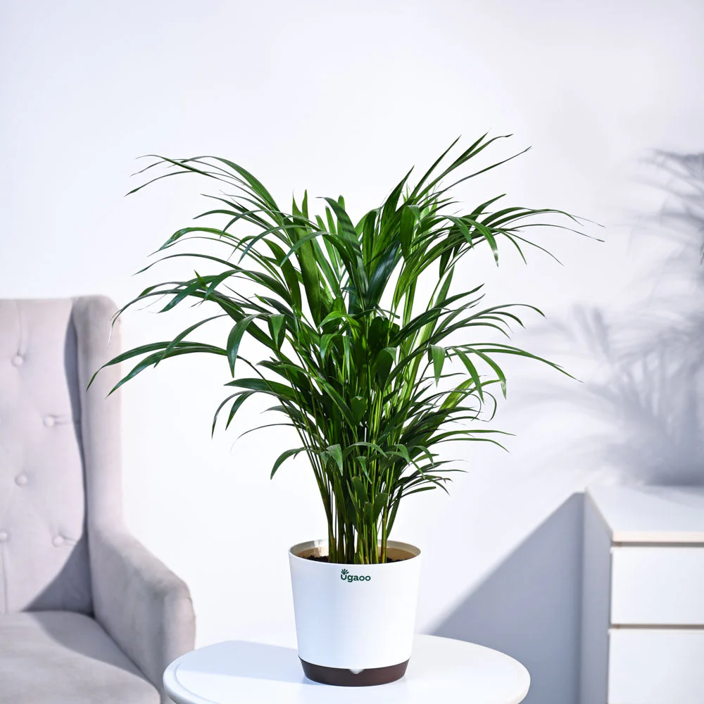 Areca Palm Plant - Image 36