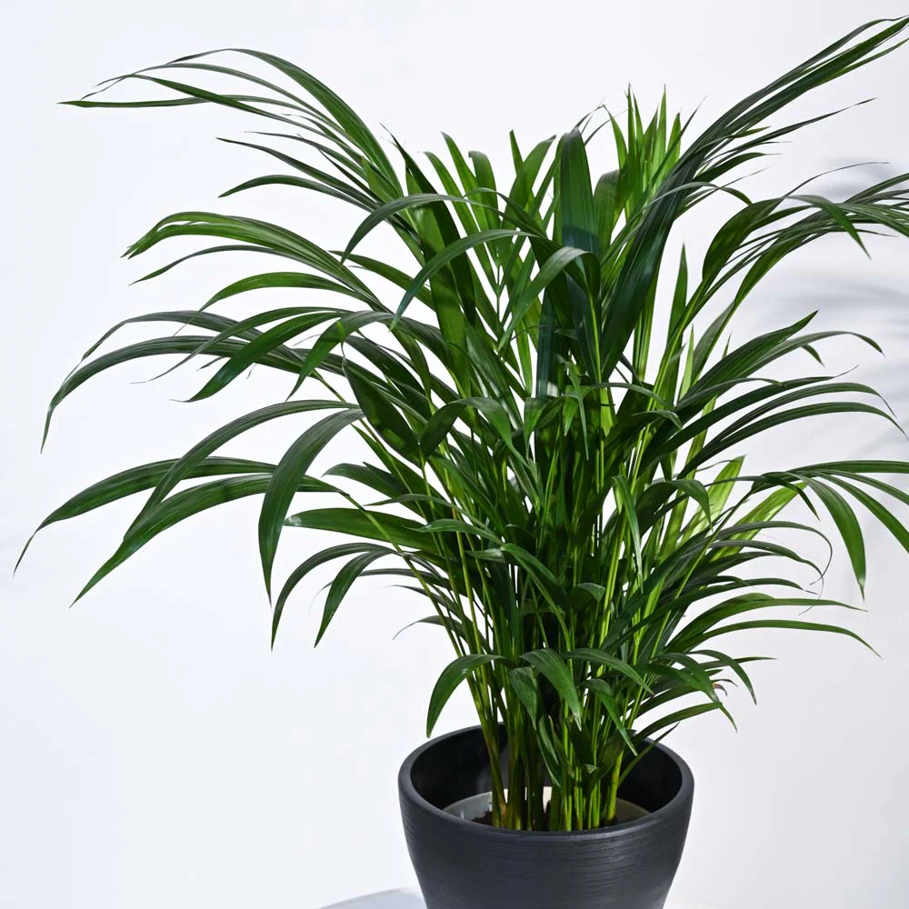 Areca Palm Plant - Image 41