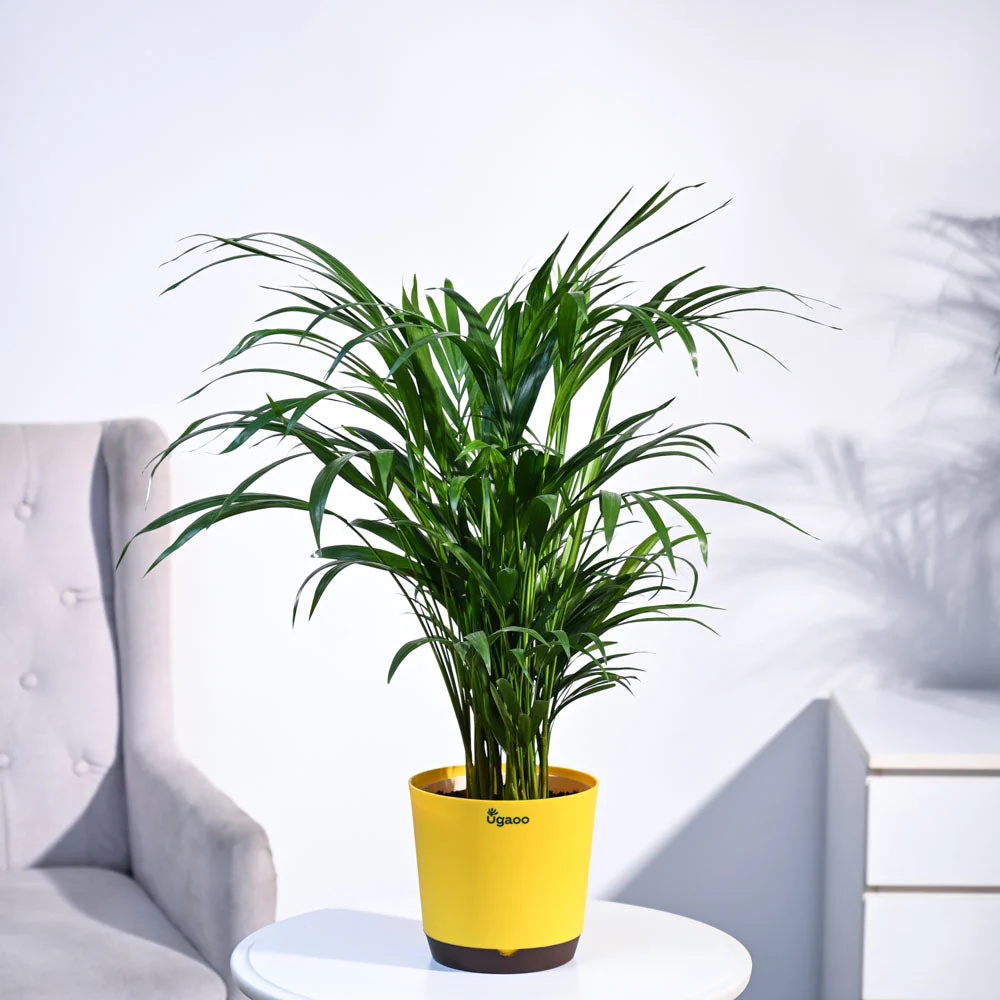 Areca Palm Plant - Image 44