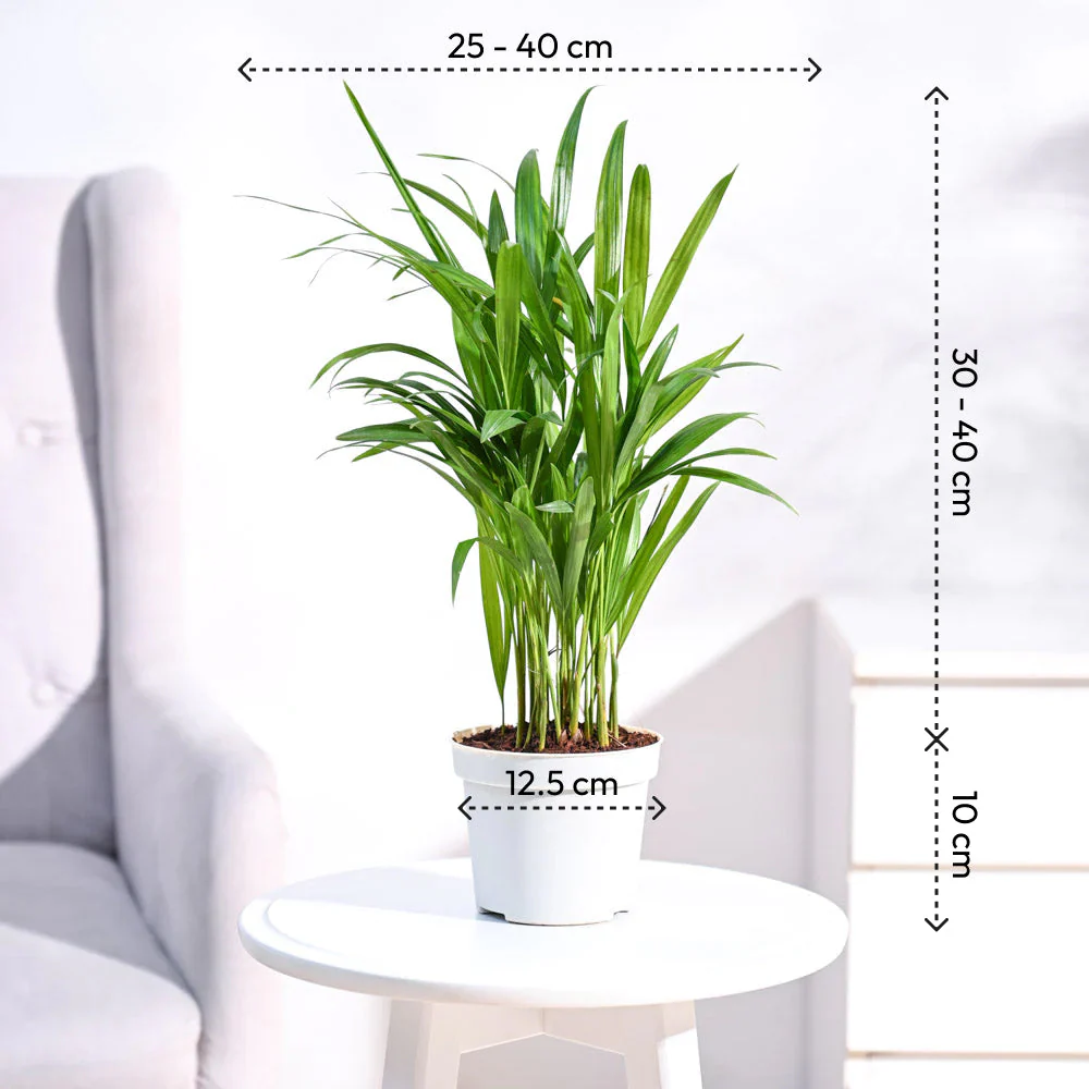 Areca Palm Plant - Image 5