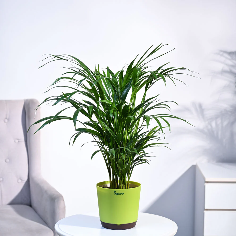 Areca Palm Plant - Image 50