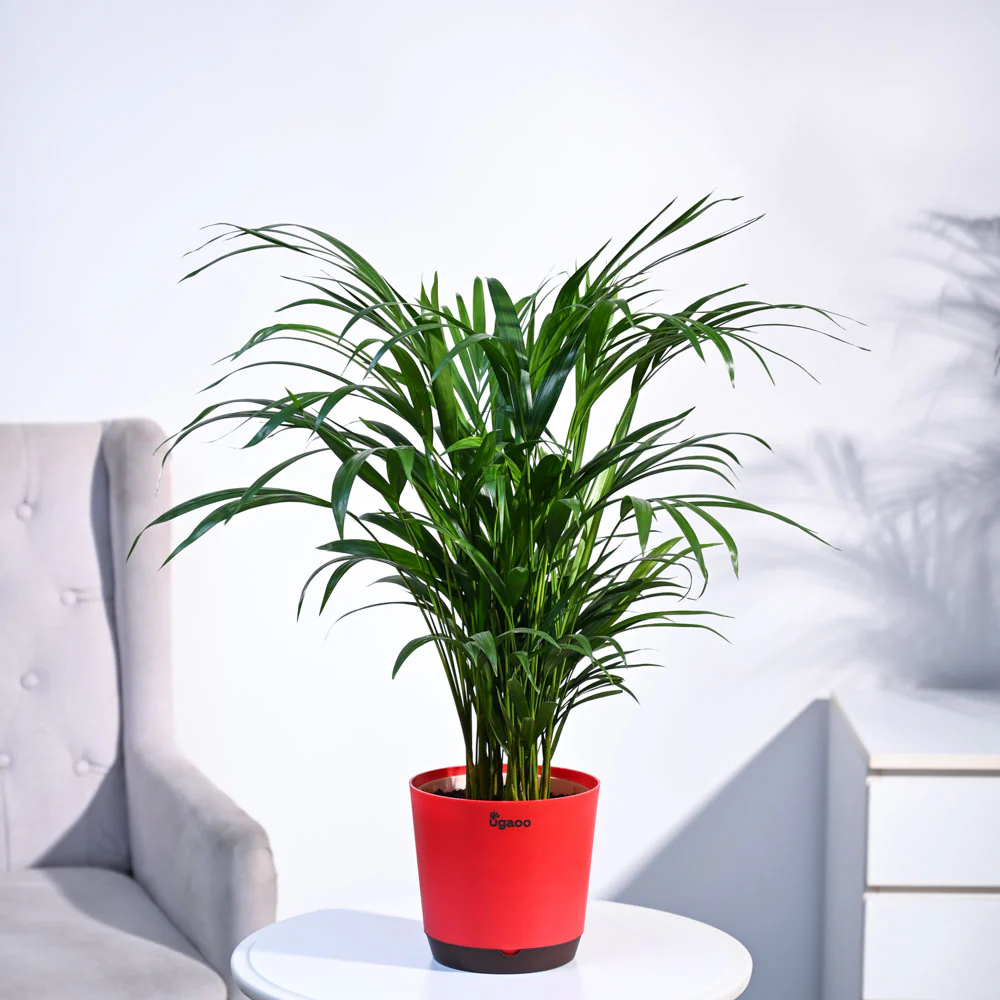 Areca Palm Plant - Image 54