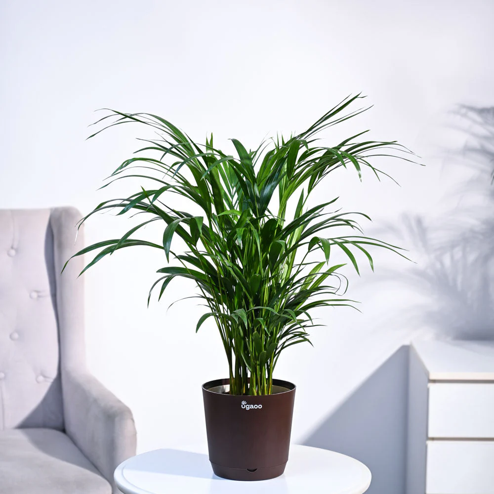 Areca Palm Plant - Image 58