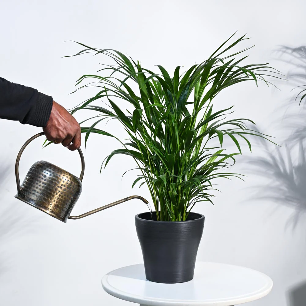 Areca Palm Plant - Image 60