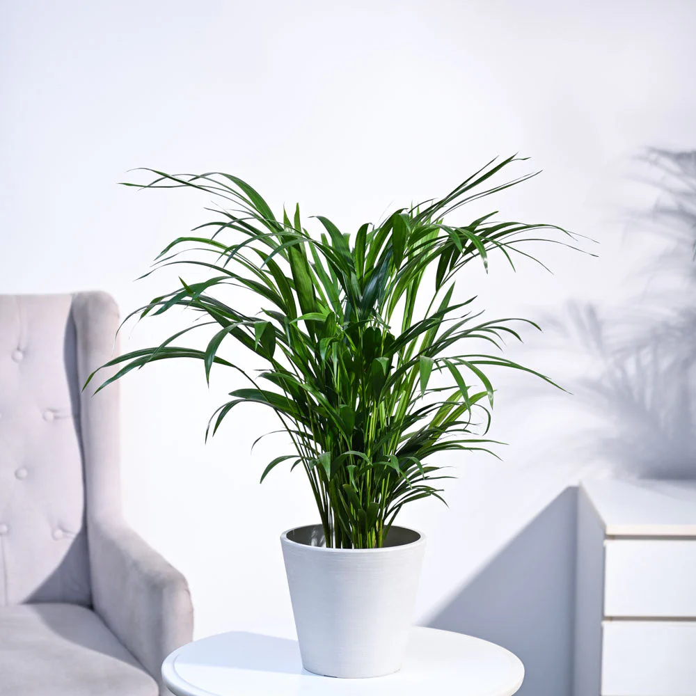 Areca Palm Plant - Image 62