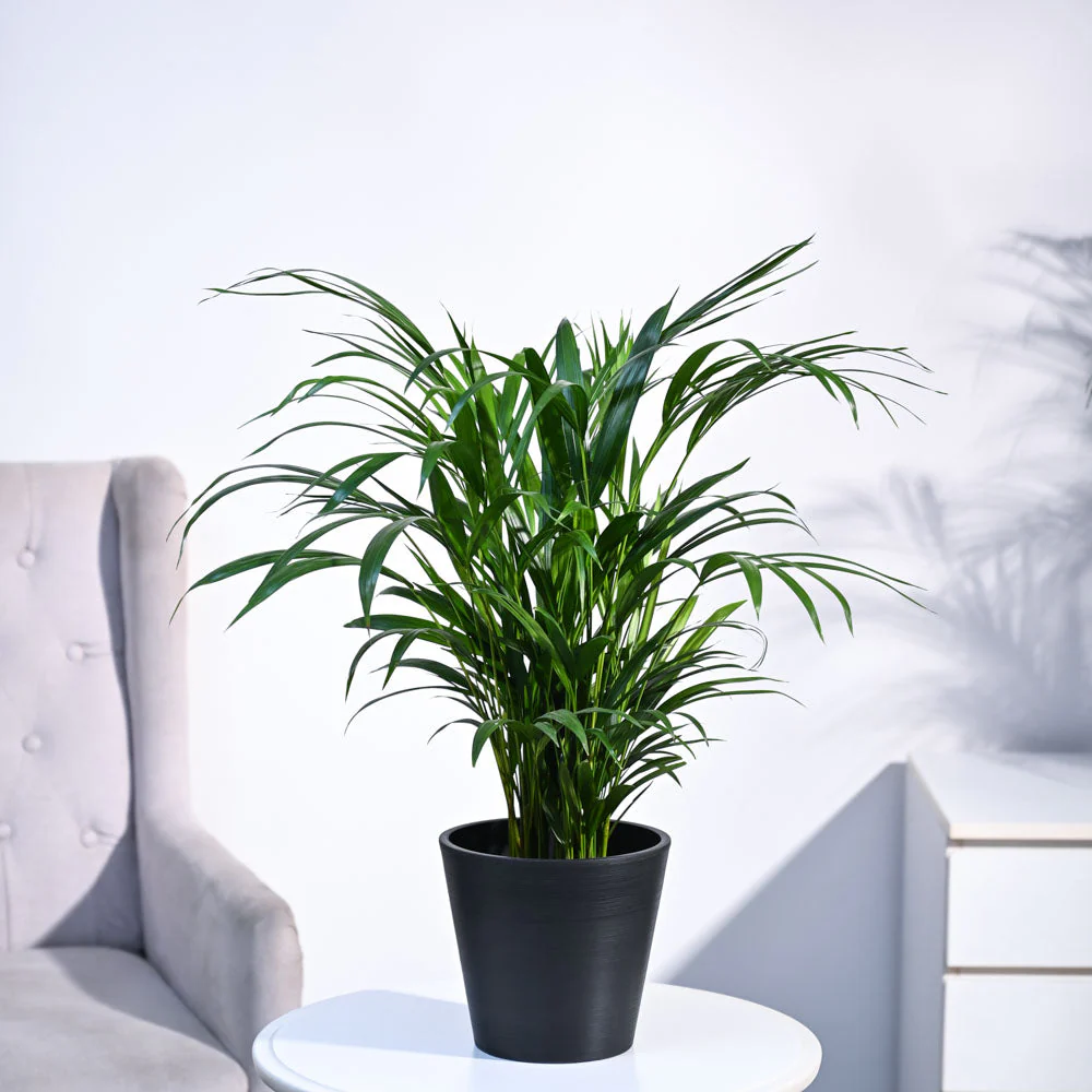 Areca Palm Plant - Image 69