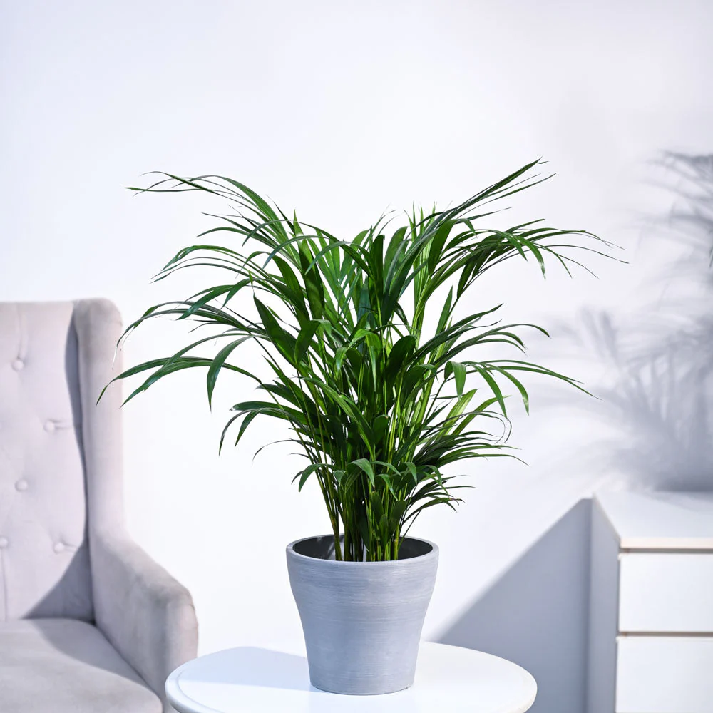 Areca Palm Plant - Image 77