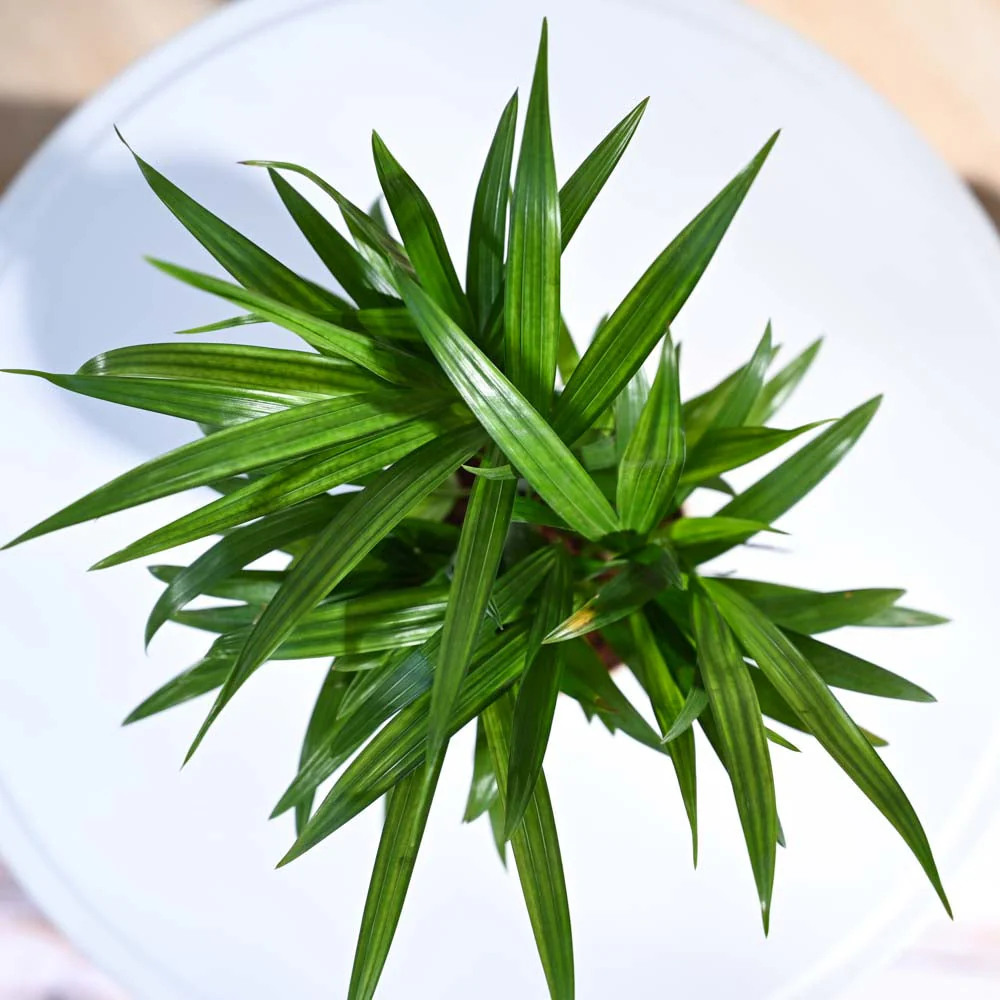 Areca Palm Plant - Image 8