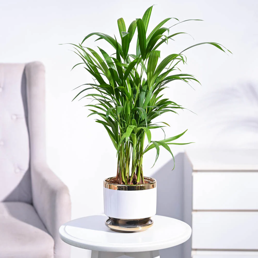 Areca Palm Plant - Image 82