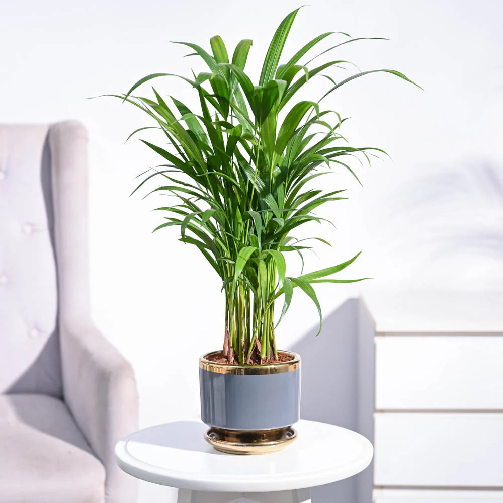 Areca Palm Plant - Image 86