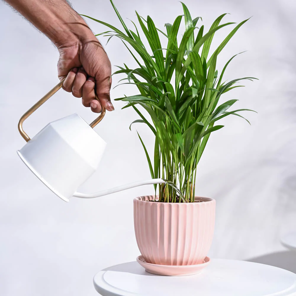 Areca Palm Plant - Image 88