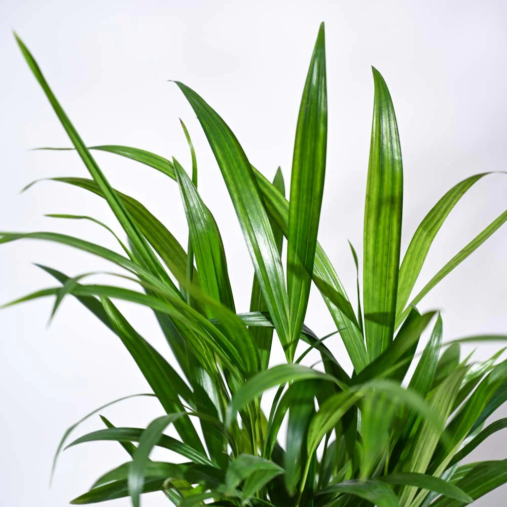 Areca Palm Plant - Image 9