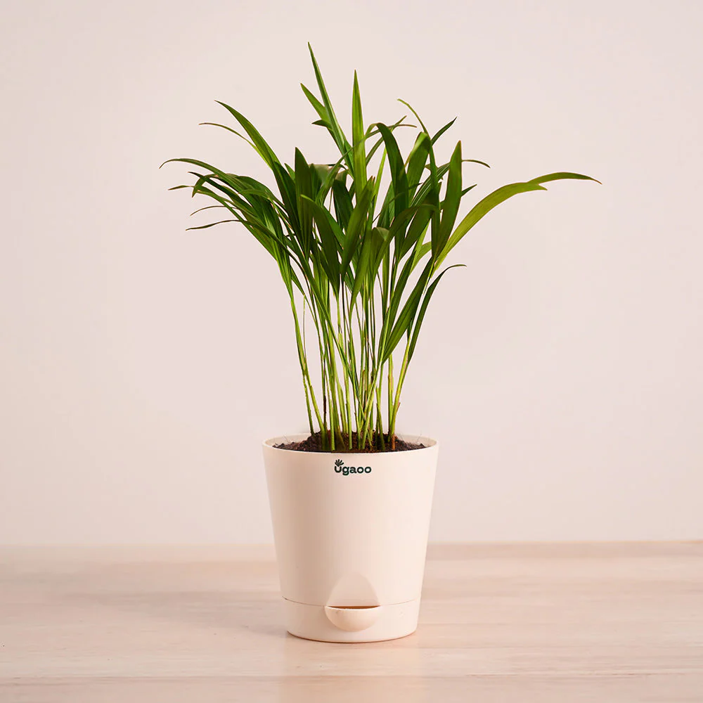 Areca Palm Plant with Self Watering Pot - Image 6