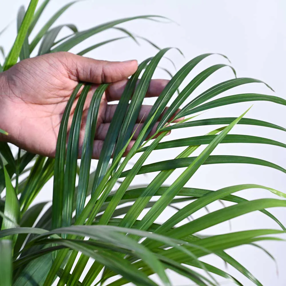 Areca Palm Plant XL - Image 3