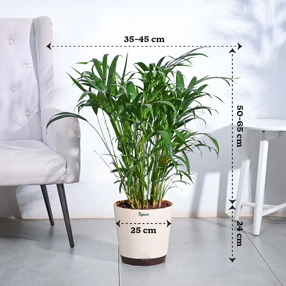 Areca Palm Plant XL - Image 4