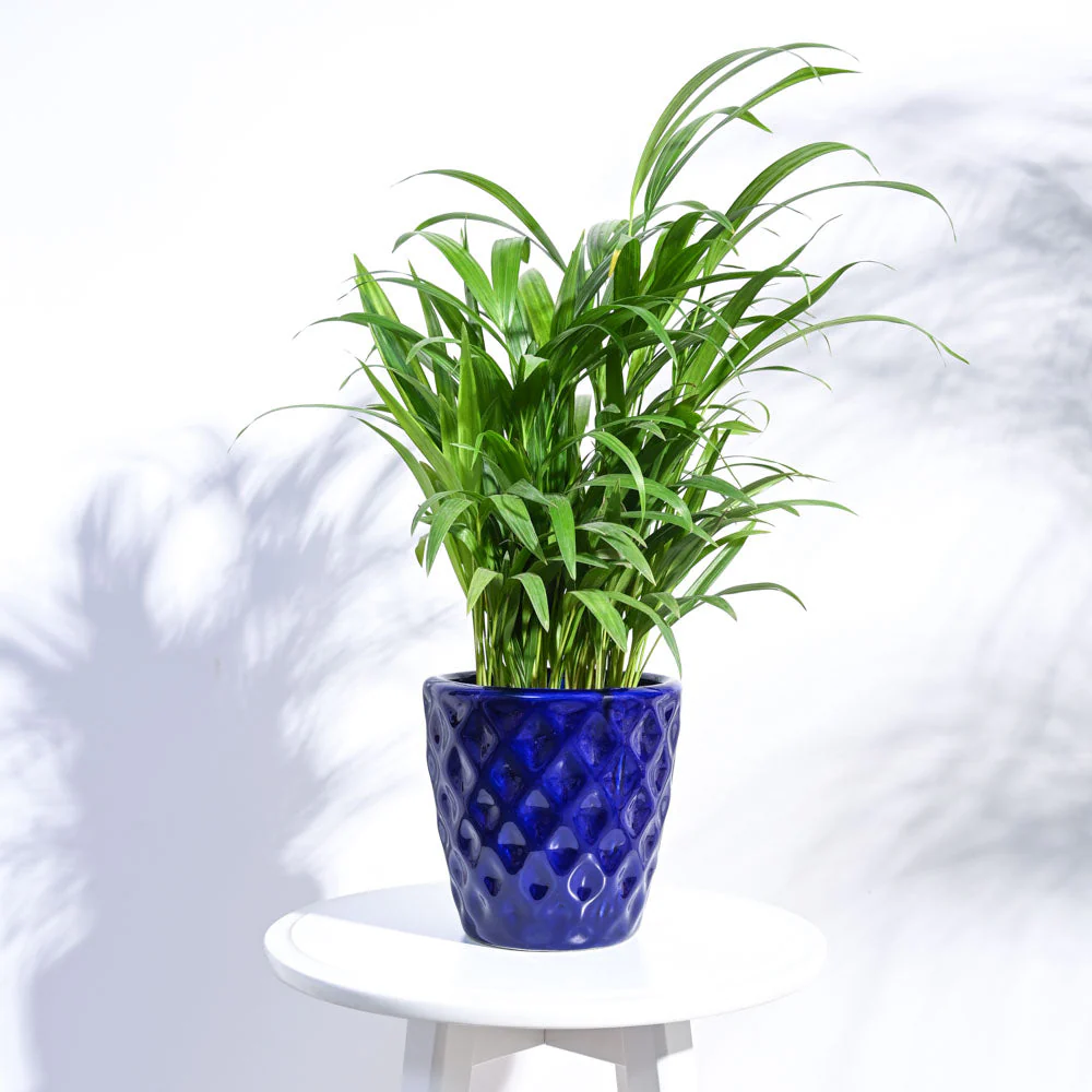 Argyle Ceramic Pot (6.2 Inch Diameter)