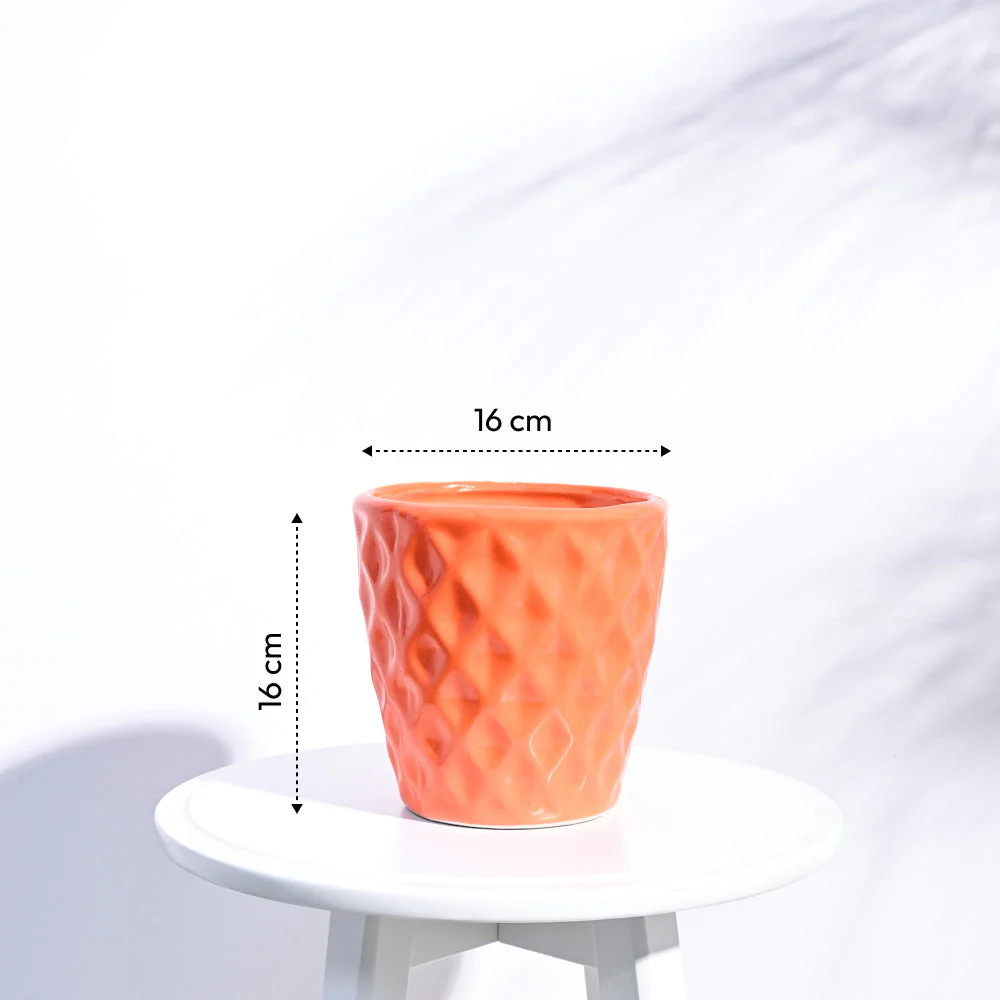 Argyle Ceramic Pot (6.2 Inch Diameter) - Image 11