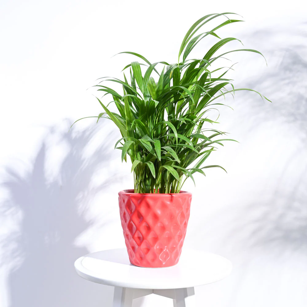 Argyle Ceramic Pot (6.2 Inch Diameter) - Image 13