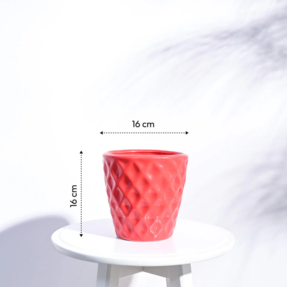 Argyle Ceramic Pot (6.2 Inch Diameter) - Image 15