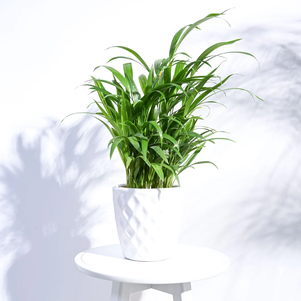 Argyle Ceramic Pot (6.2 Inch Diameter) - Image 17