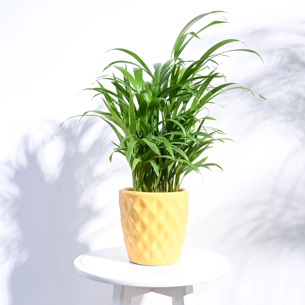 Argyle Ceramic Pot (6.2 Inch Diameter) - Image 21
