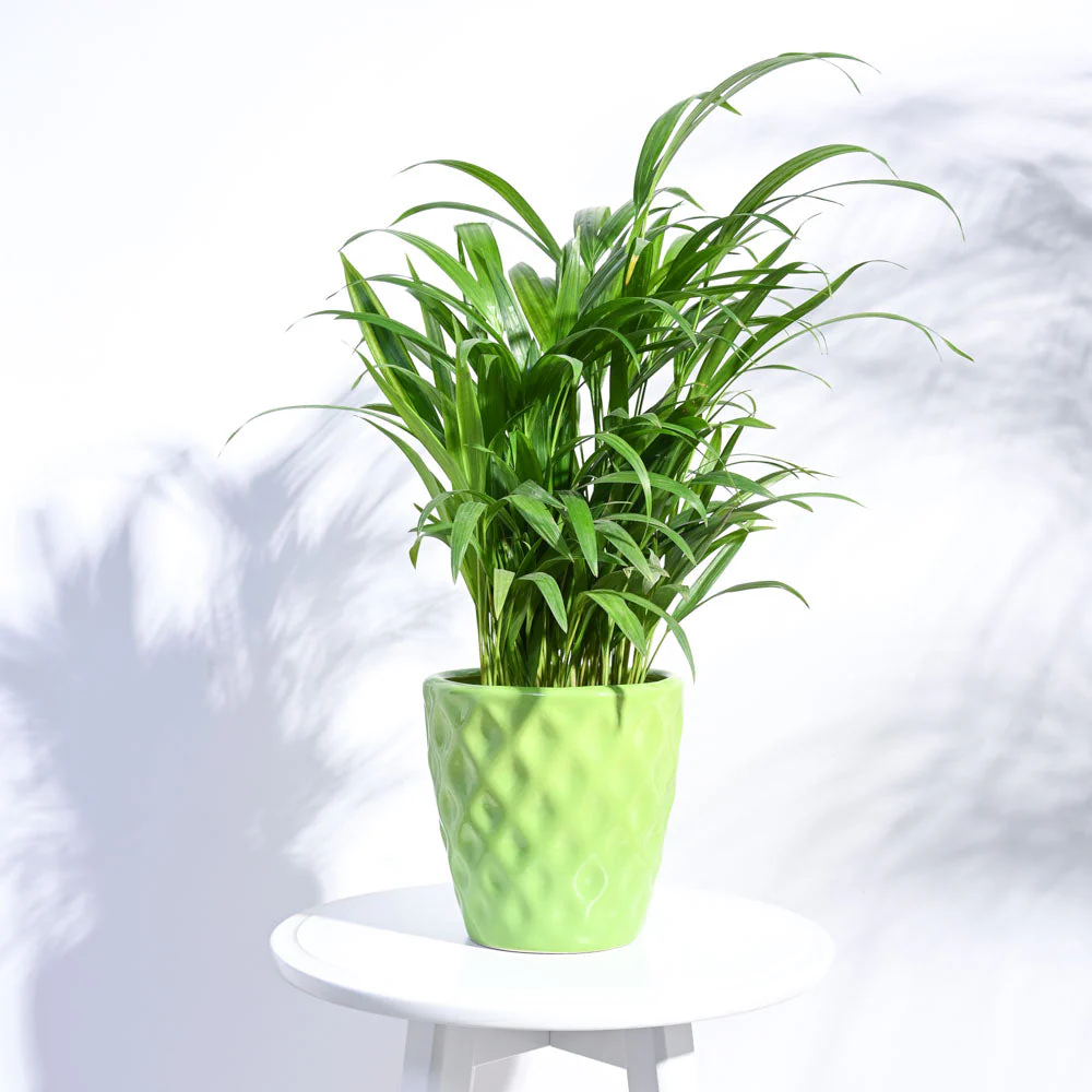 Argyle Ceramic Pot (6.2 Inch Diameter) - Image 5
