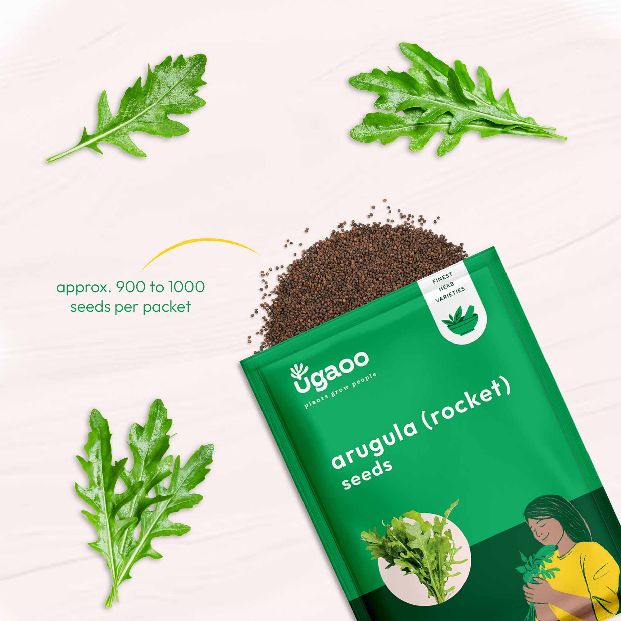Arugula Seeds (Rocket Leaves) - Image 3