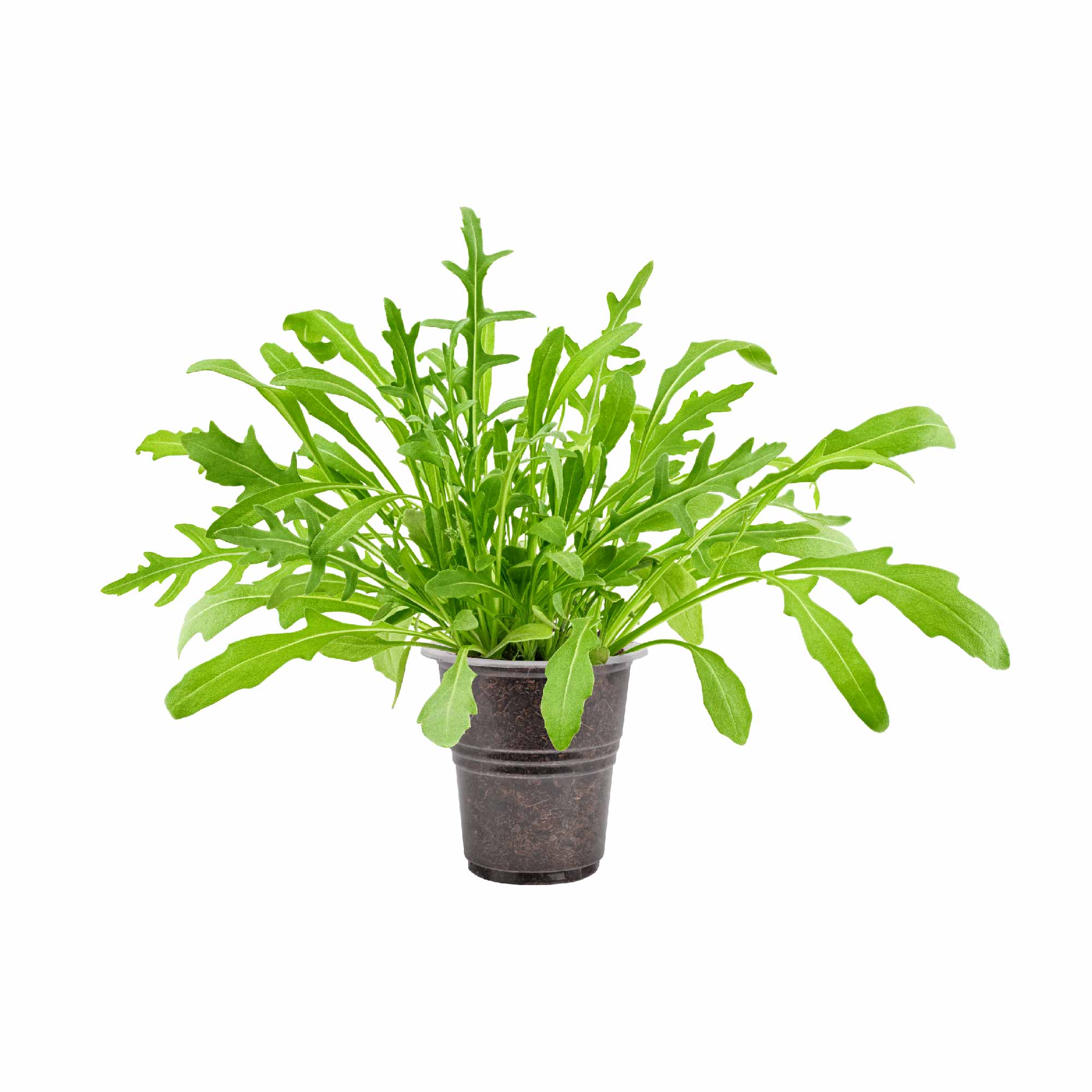 Arugula Seeds (Rocket Leaves) - Image 9