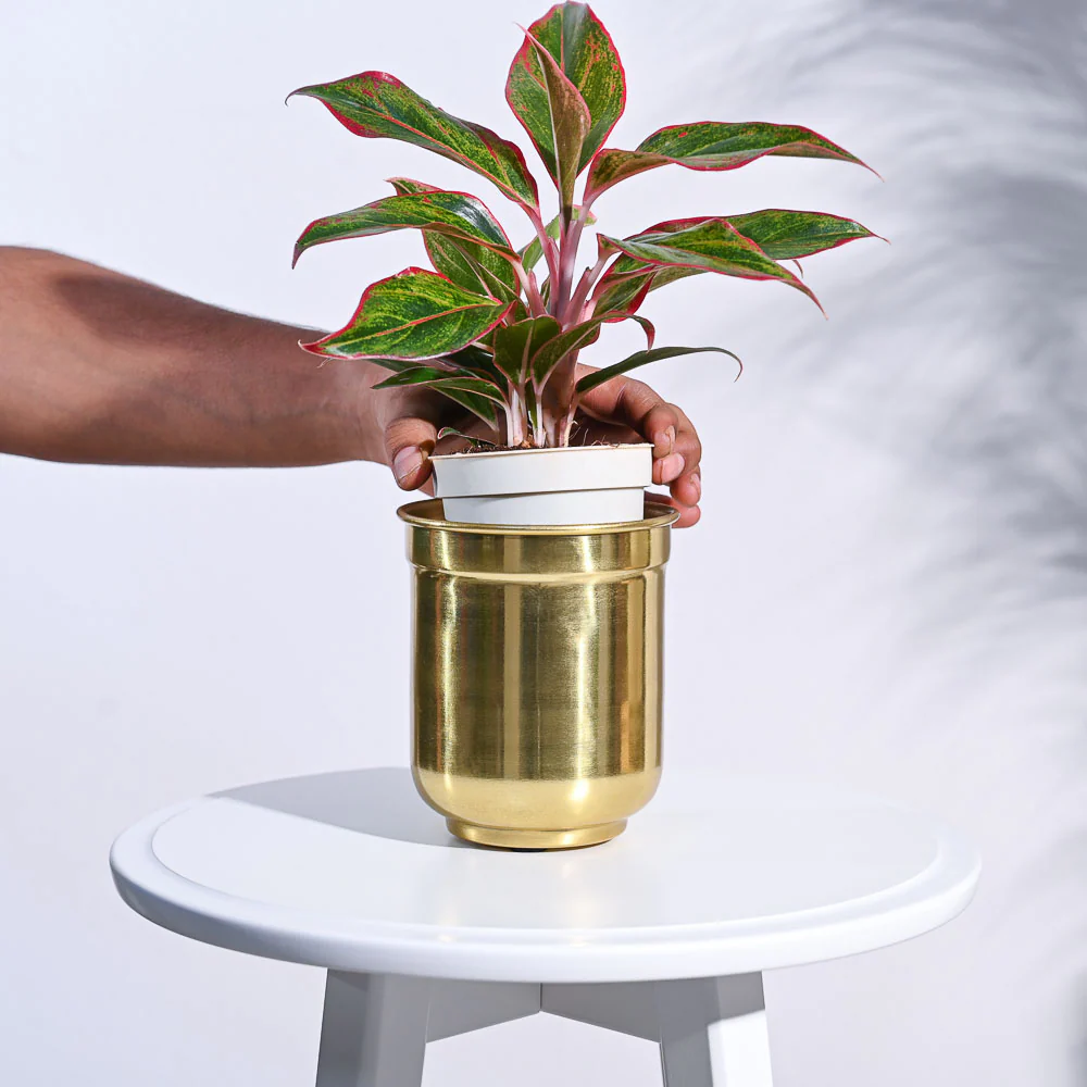 Aurelian Cylindrical Planter - Image 5