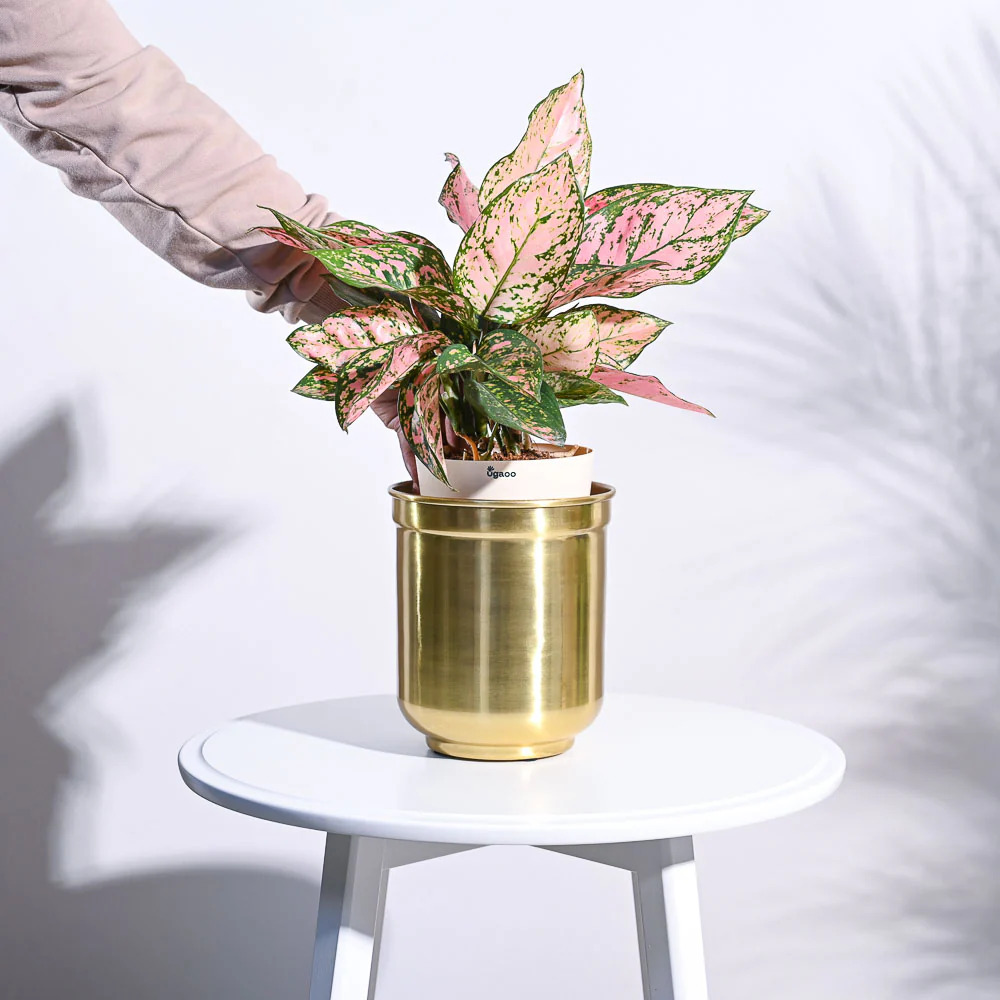 Aurelian Cylindrical Planter - Image 7