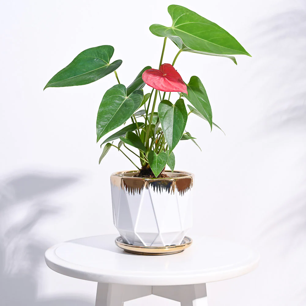 Aurelius Prism Ceramic Pot - Image 9