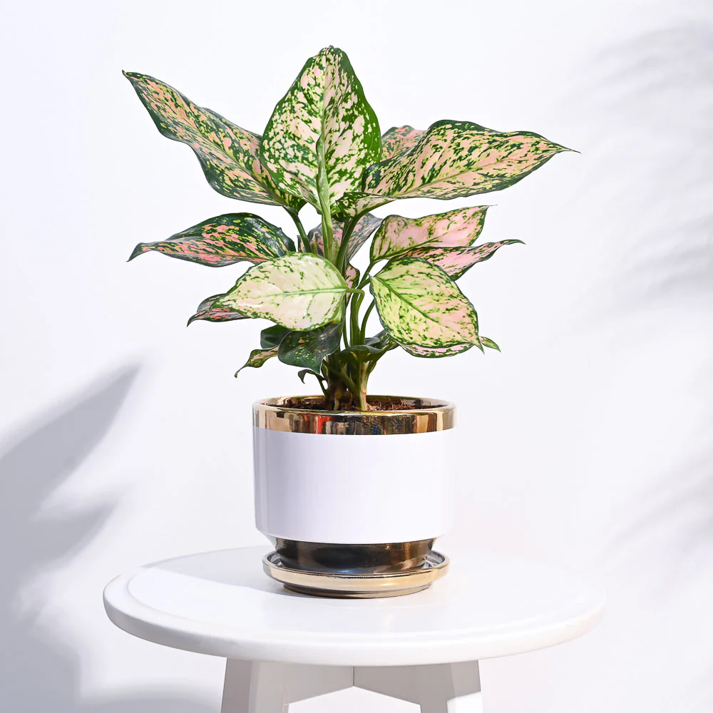 Aurelius Round Ceramic Pot - Image 11