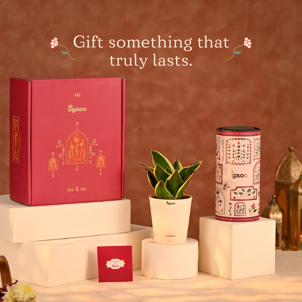 Edge of Elegance - Diwali Gift for Employees & Clients - Image 13