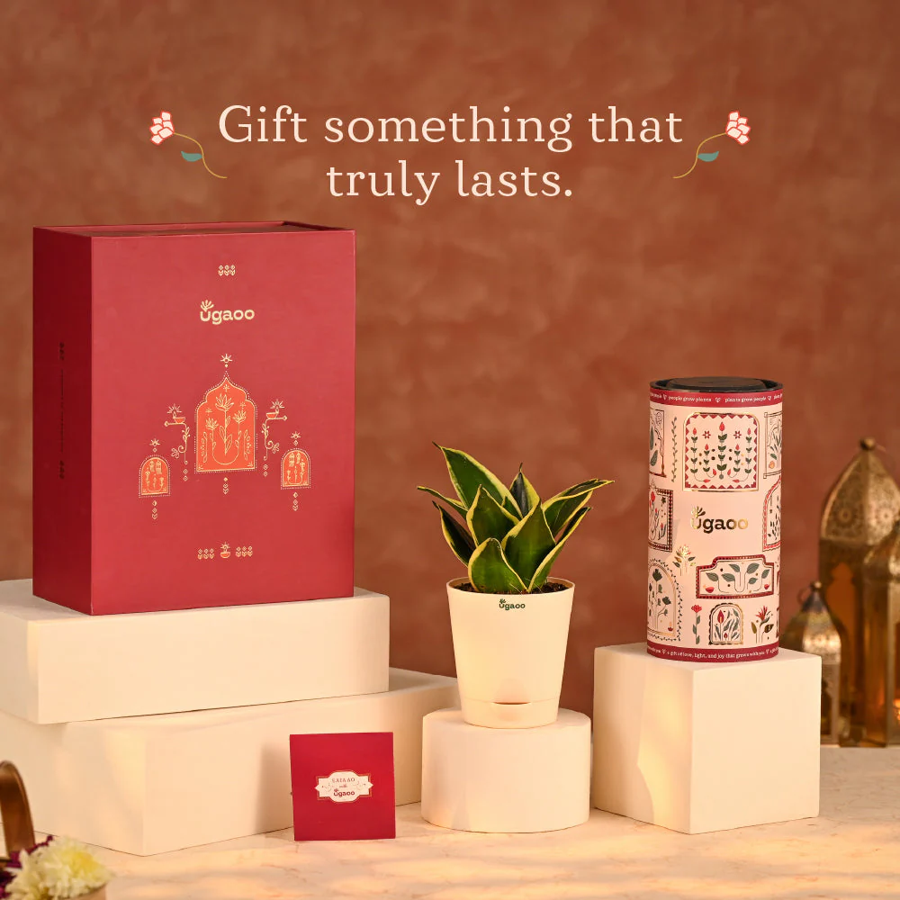 Edge of Elegance - Diwali Gift for Employees & Clients - Image 2