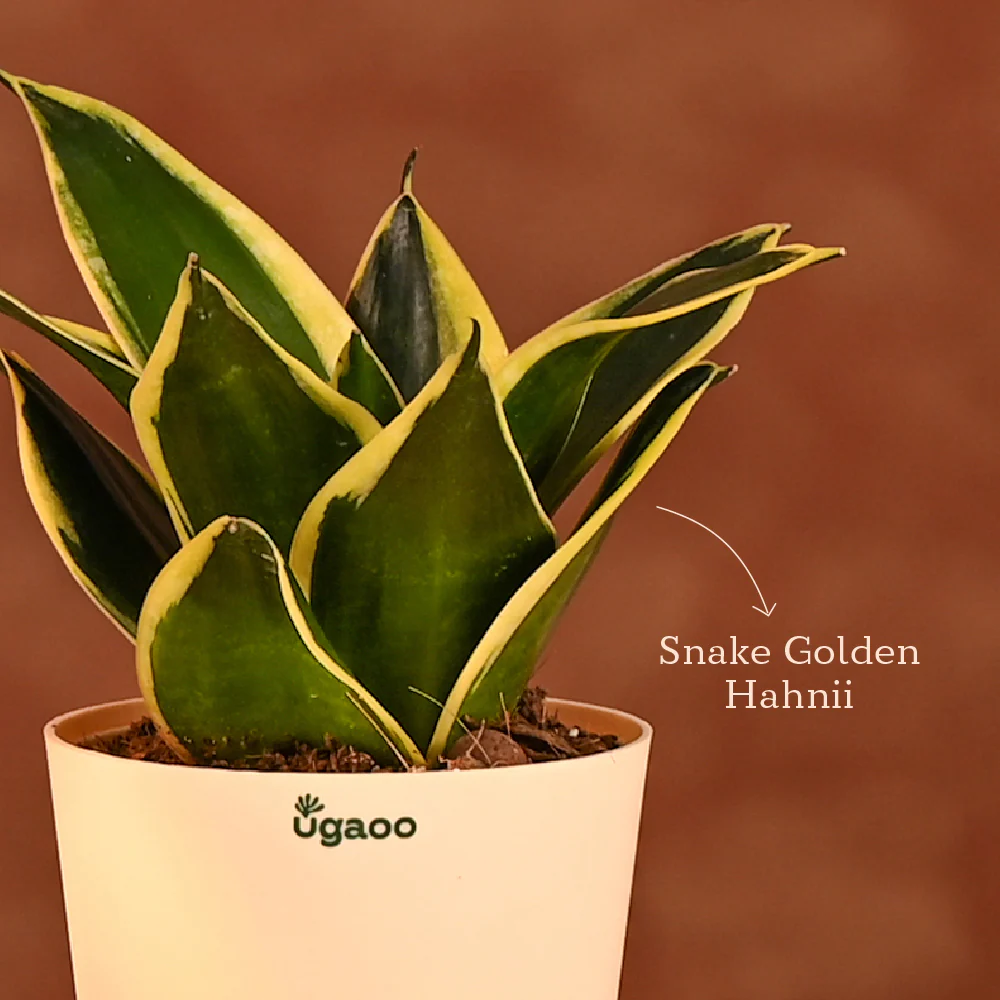 Edge of Elegance - Diwali Gift for Employees & Clients - Image 6