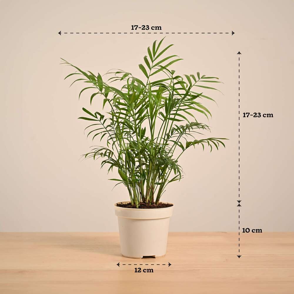 Bamboo Palm Plant - Image 13