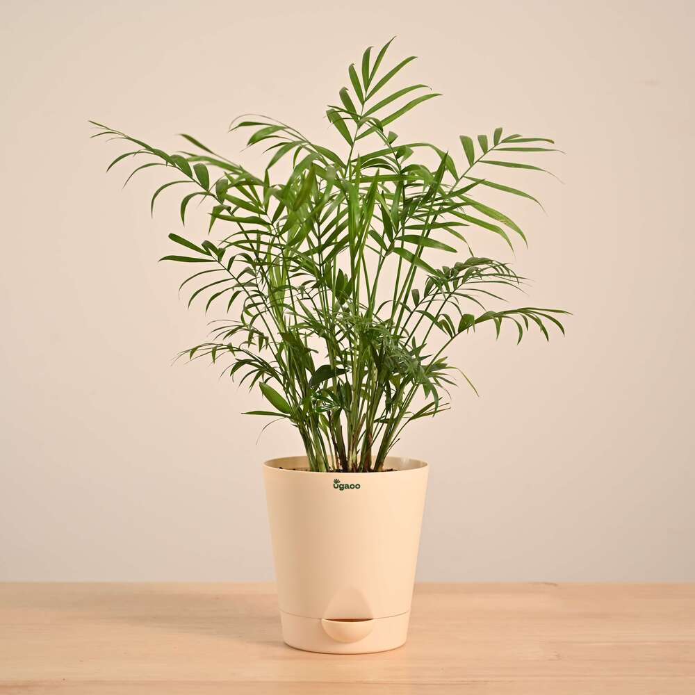 Bamboo Palm Plant - Image 14