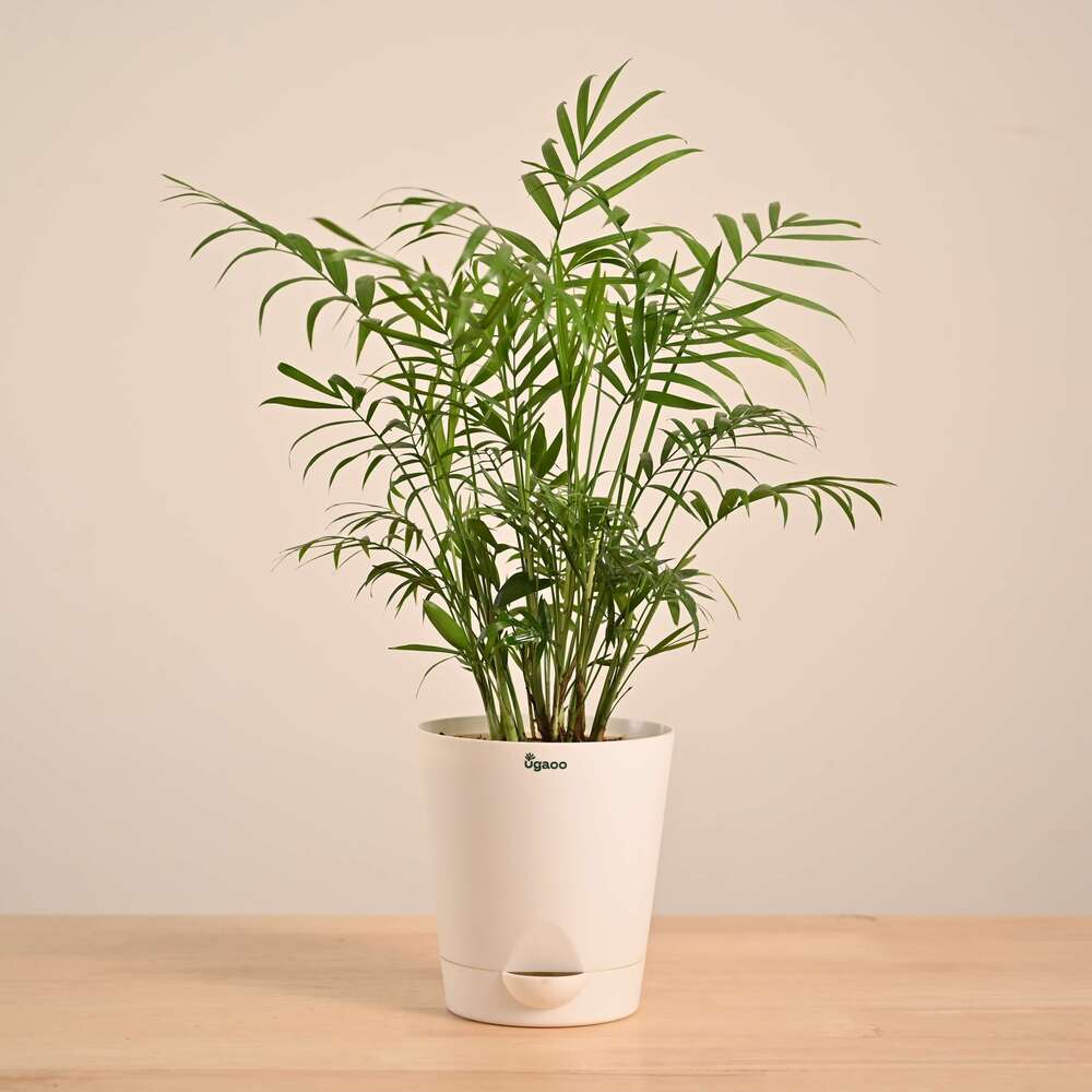 Bamboo Palm Plant - Image 18